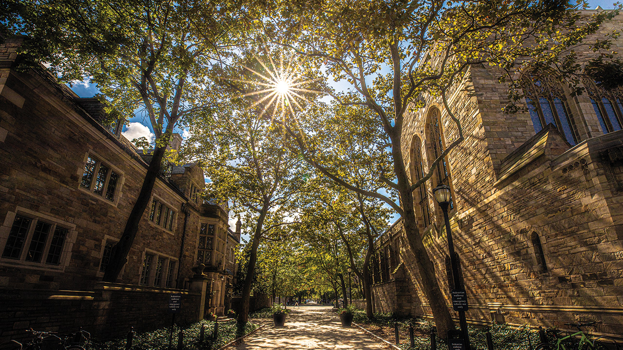 Sunlight pours through a canopy of trees along the Rose Walk on Yale's campus