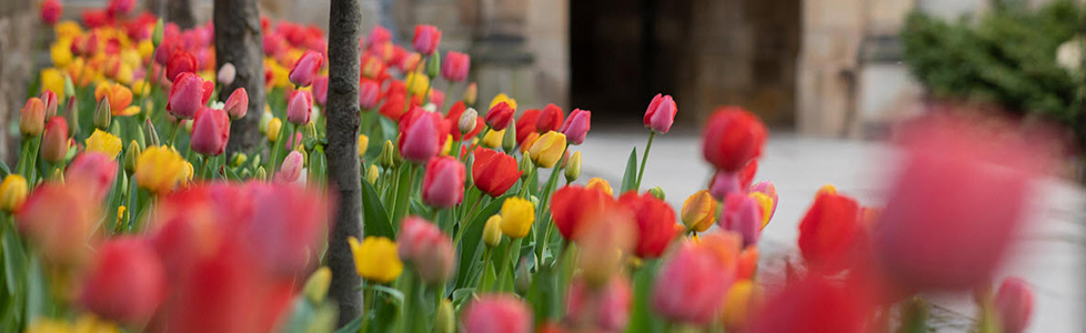 Tulips outside one of Yale's residential colleges